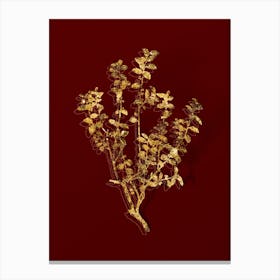 Vintage Cape Myrtle Botanical in Gold on Red n.0174 Canvas Print