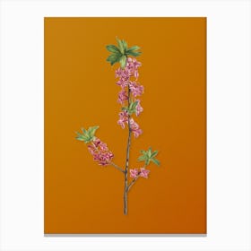 Vintage February Daphne Flowers Botanical on Sunset Orange Canvas Print