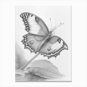 Comma Butterfly Greyscale Sketch 3 Canvas Print