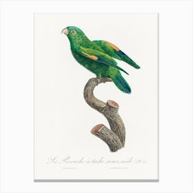 The Marigold Lorikeet, Male From Natural History Of Parrots, Francois Levaillant Canvas Print