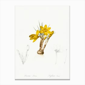 Crocus Luteus, Pierre Joseph Redoute Canvas Print