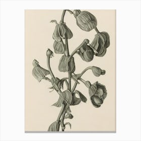 Sweet Pea Vintage Botanical Flower Canvas Print