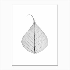 Skeleton Leaf Canvas Print