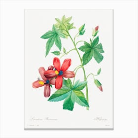 Lavatera Phonica, Pierre Joseph Redouté Canvas Print