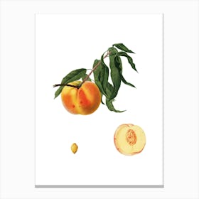Vintage Peach Botanical Illustration on Pure White n.0440 Canvas Print