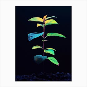 Neon Plant 16 Canvas Print