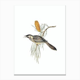 Vintage Wattled Honeyeater Bird Illustration on Pure White n.0072 Canvas Print