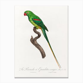 The Alexandrine Parakeet From Natural History Of Parrots, Francois Levaillant Canvas Print