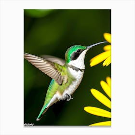 Female Ruby Throated Hummingbird-Reimagined Canvas Print