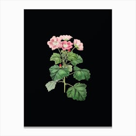 Vintage Rhomb Leaved Palavia Flower Botanical Illustration on Solid Black n.0474 Canvas Print