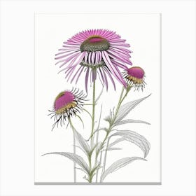Echinacea Floral Quentin Blake Inspired Illustration 4 Flower Canvas Print