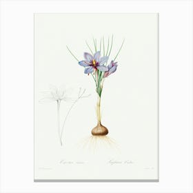 Crocus Sativus, Pierre Joseph Redoute Canvas Print