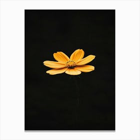 Single Yellow Flower 24 Canvas Print