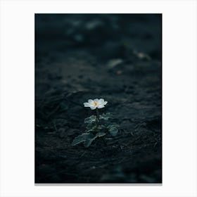 White Flower In The Dark 16 Canvas Print