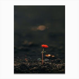 Single Red Flower 16 Canvas Print