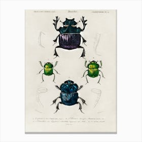 Different Types Of Insects, Charles Dessalines D'Orbigny 1 Canvas Print