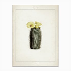 Vintage Curtis 2 Echinocactus Scopa Canvas Print