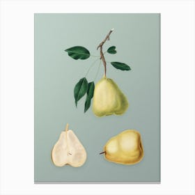 Vintage Pear Botanical Art on Mint Green n.0087 Canvas Print