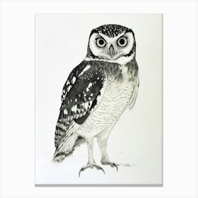 Spectacled Owl Drawing 2 Canvas Print