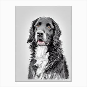 Curly Coated Retriever B&W Pencil dog Canvas Print