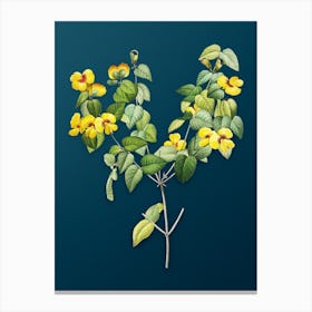 Vintage Platilobium Botanical Art on Teal Blue n.0395 Canvas Print