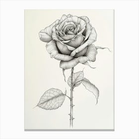 English Rose Black And White Line Drawing 10 Canvas Print