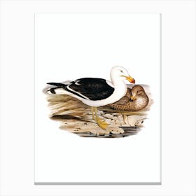 Vintage Pacific Gull Bird Illustration on Pure White Canvas Print