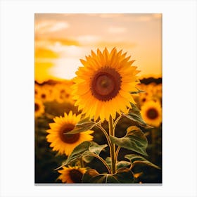 Field of Sunflowers At Sunset Canvas Print