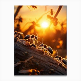 Ant Colony Collaboratively Foraging Under The Glowing Blaze Of A Setting Sun With Elongated Shadows (1) 2 Canvas Print