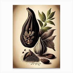 Black Cardamom Spices And Herbs Retro Drawing 1 Canvas Print