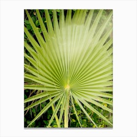 Palm Tree 3 Canvas Print