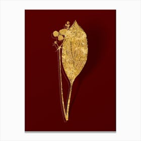 Vintage Bulltongue Arrowhead Botanical in Gold on Red n.0160 Canvas Print