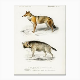 Golden Jackal (Canis Aureus) And Striped Hyena (Hyene Rayee), Charles Dessalines D' Orbigny Canvas Print