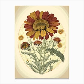 Helenium Wildflower Vintage Botanical 2 Canvas Print