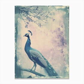 Vintage Peacock In The Trees Cyanotype Inspired 1 Canvas Print