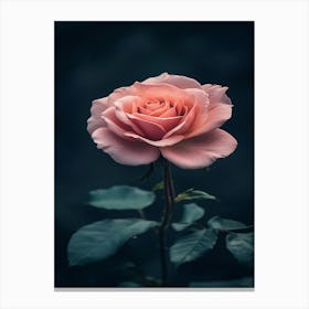 Pink Rose 33 Canvas Print