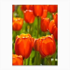 Red Tulips Canvas Print