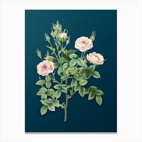 Vintage Rosier Pompon Botanical Art on Teal Blue n.0050 Canvas Print