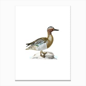 Vintage Greater Scaup Bird Illustration on Pure White n.0012 Canvas Print