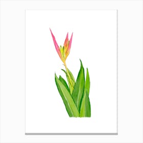 Vibrant pink and green Heliconia Tropical Flower and leaves in Watercolor 2 Canvas Print