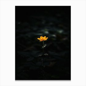 Single Flower In The Dark 40 Canvas Print