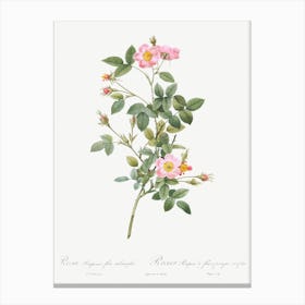 Pale Pink Pompon Rose, Pierre Joseph Redoute Canvas Print