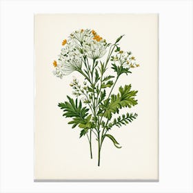 Vintage Botanical Galleria Style Wildflower Painting 21 Canvas Print