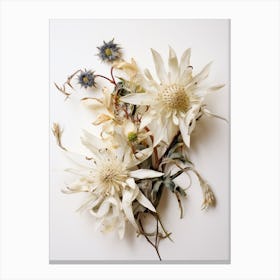 Pressed Flower Botanical Art Edelweiss 1 Canvas Print