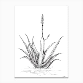 Black and White Aloe with One Flower Canvas Print