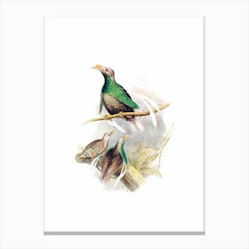 Vintage Standardwing Bird Of Paradise Bird Illustration on Pure White n.0434 Canvas Print