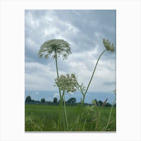 Img 5410 Summer.  Field Canvas Print