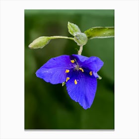 Purple Spiderwort Flower Canvas Print