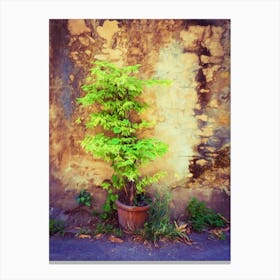 Plant Pot & Decaying Wall Canvas Print