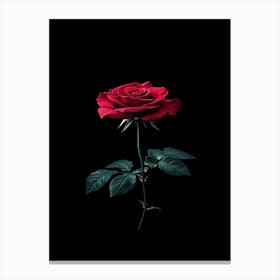 Red Rose On Black Background 37 Canvas Print